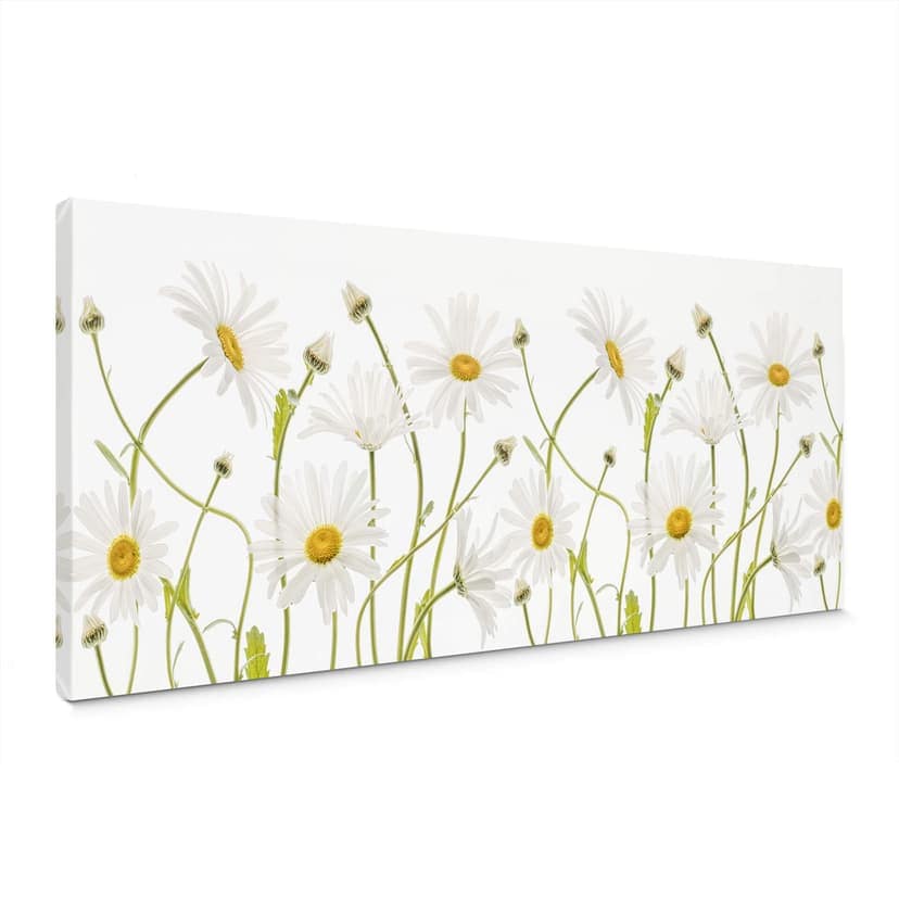Obraz na płótnie Disher - Ox eye Daisies - Panorama