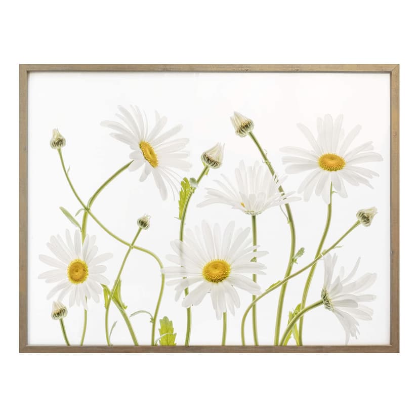 Plakat Disher - Ox eye Daisies