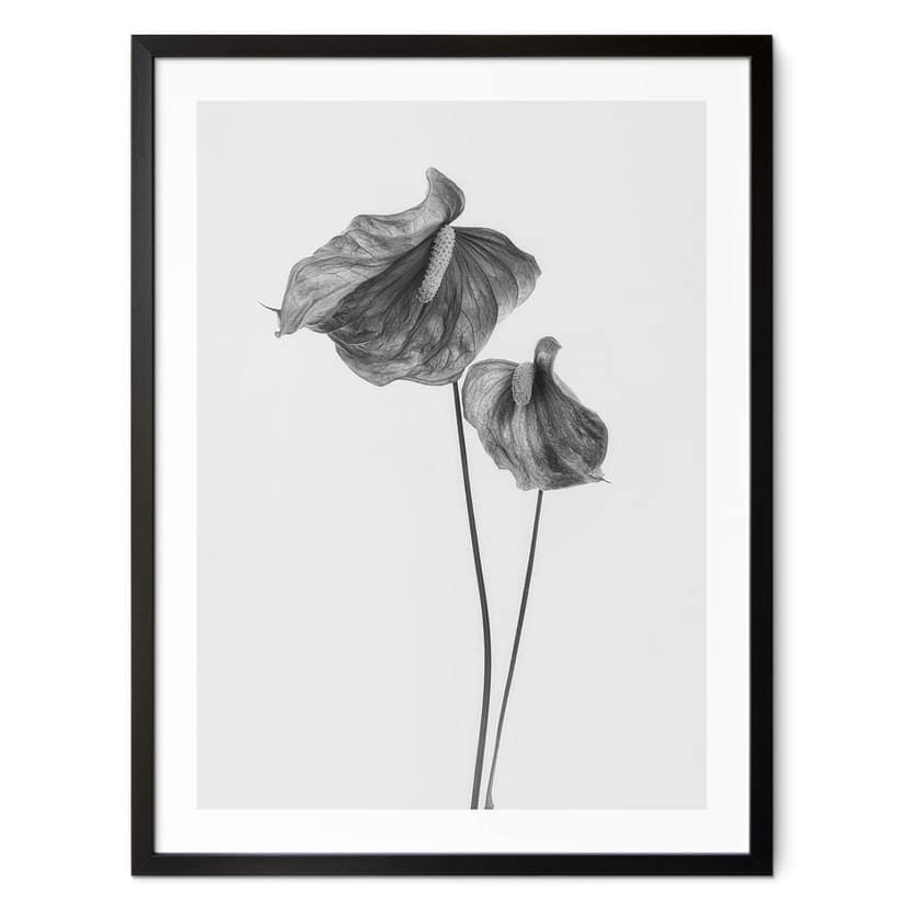 Plakat Grønkjær - Anthurium czarno-białe