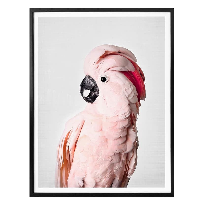 Plakat Sisi & Seb - Różowy kakadu