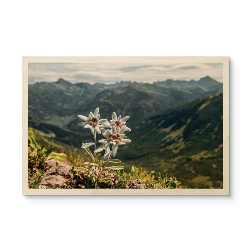 Plakat drewniany biała szarotka alpejska na górze