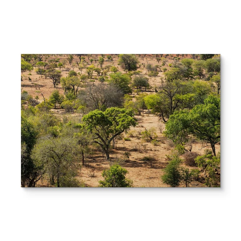 Plakat drewniany krajobraz sawanny w Afryce - Hugonnard