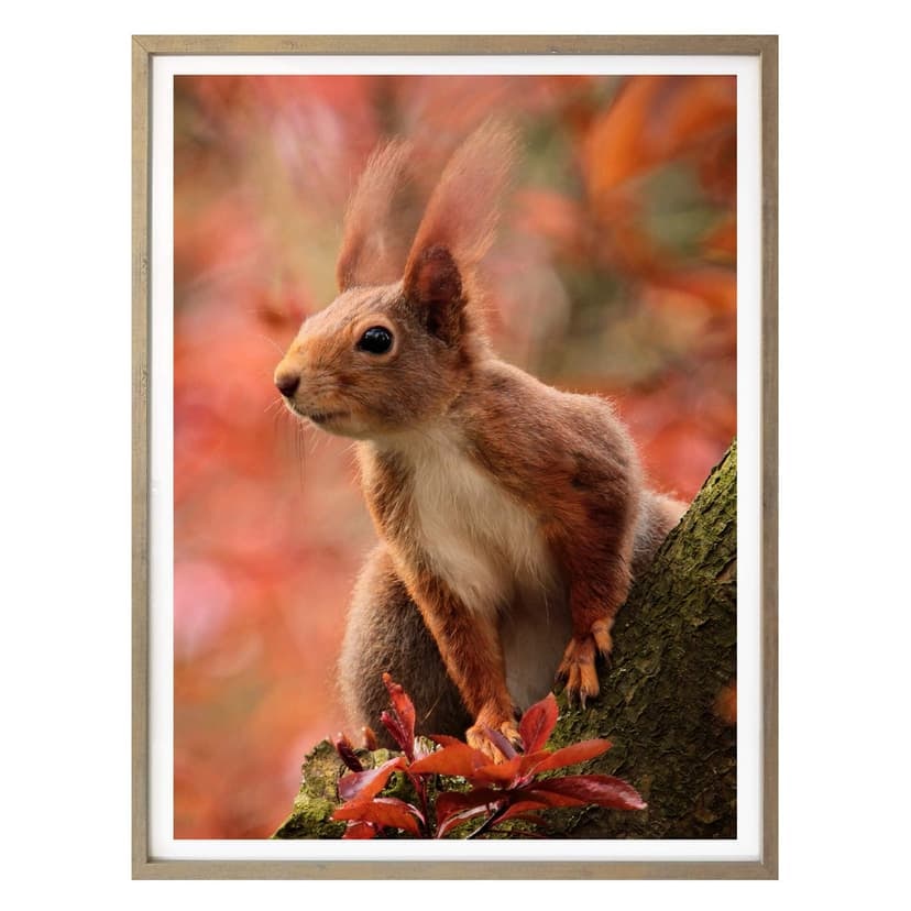 Plakat - Wiewiórka 01
