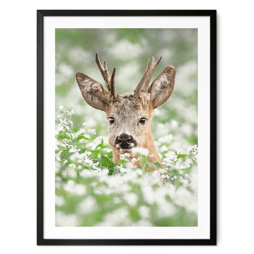 Plakat van Duijn - Młody roebuck we wrzosach