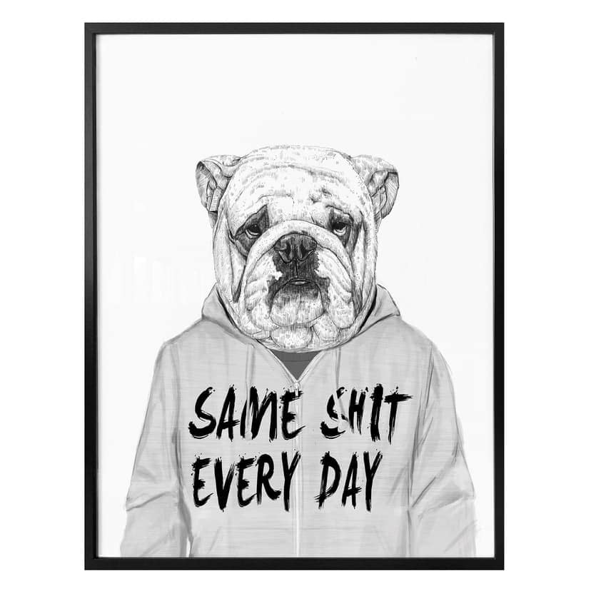 Plakat Solti - zirytowany buldog
