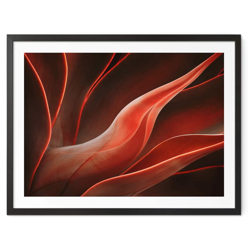 Plakat Wechsler - Rośliny martwa natura agawa jesienią