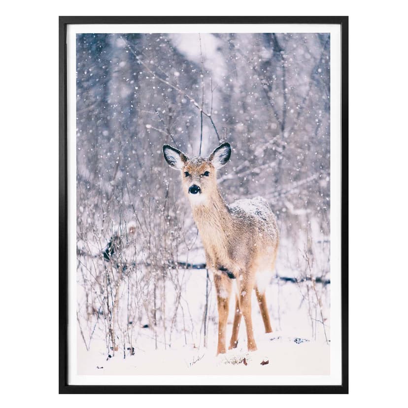 Plakat Winter Fawn