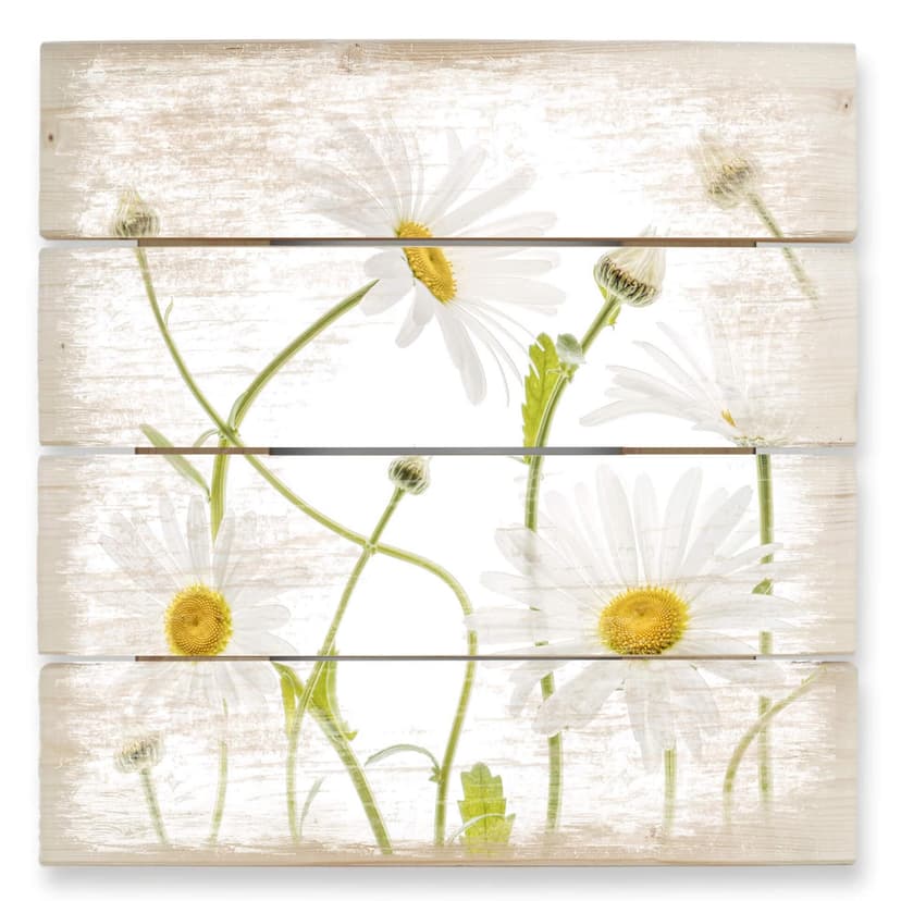 Obraz drewniany Disher - Ox eye Daisies - 40x41,5 cm