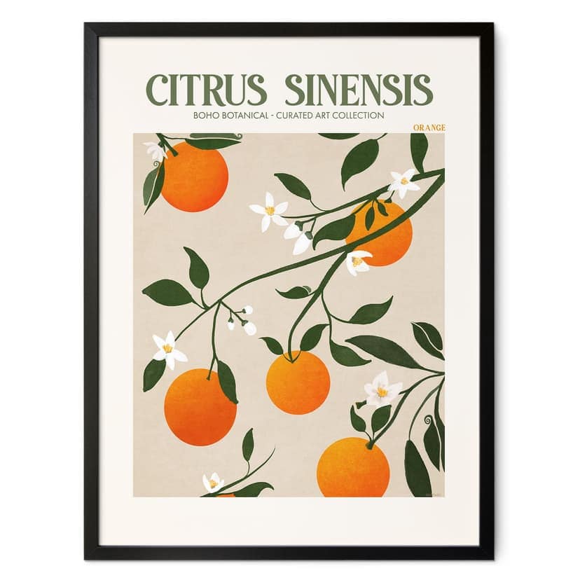 Plakat Boho Drzewko Pomarańczowe - Citrus Sinensis - Tunaboylu