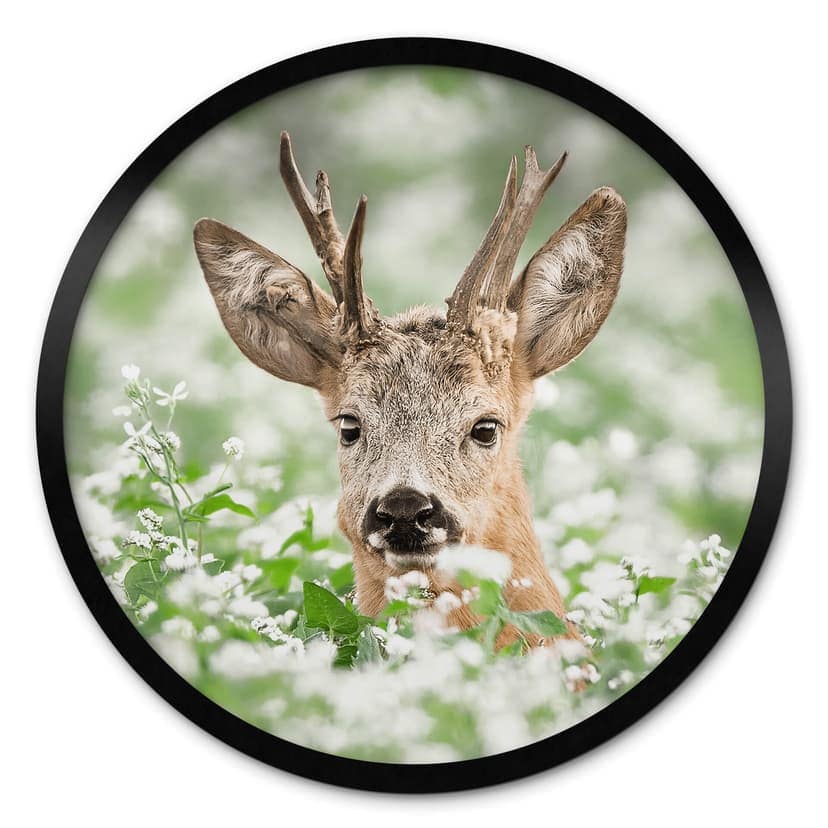 Plakat van Duijn - Młody roebuck we wrzosie - Okrągły