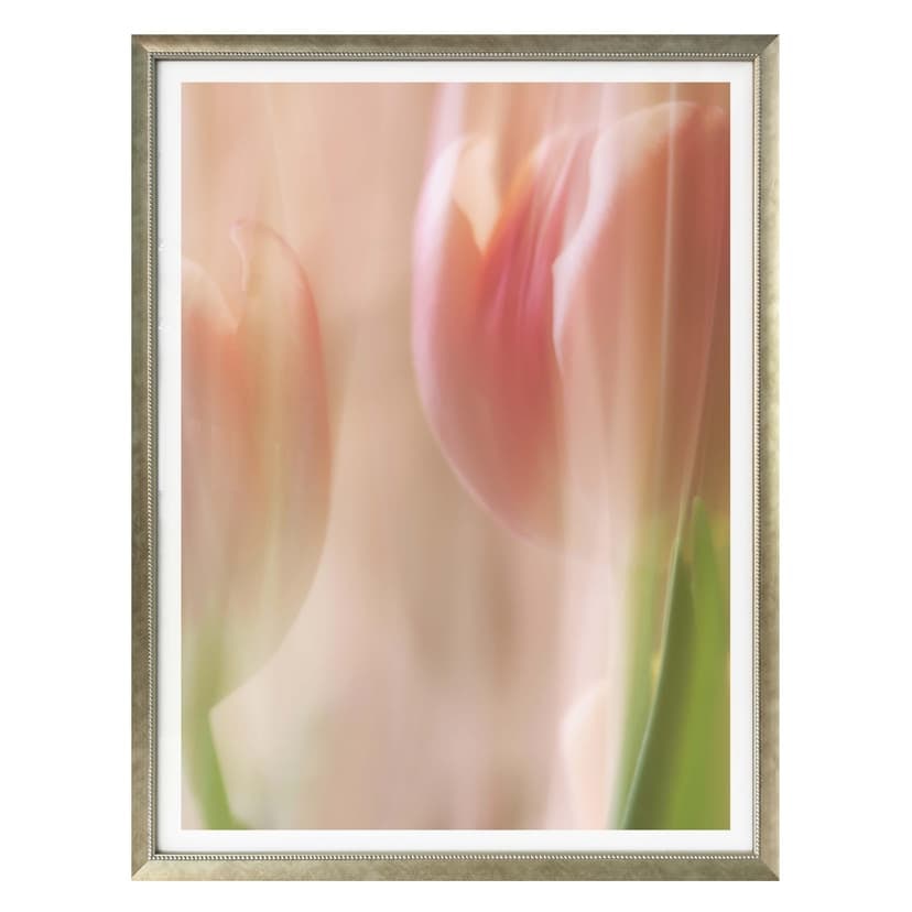 Plakat Westum - Nieśmiałe tulipany