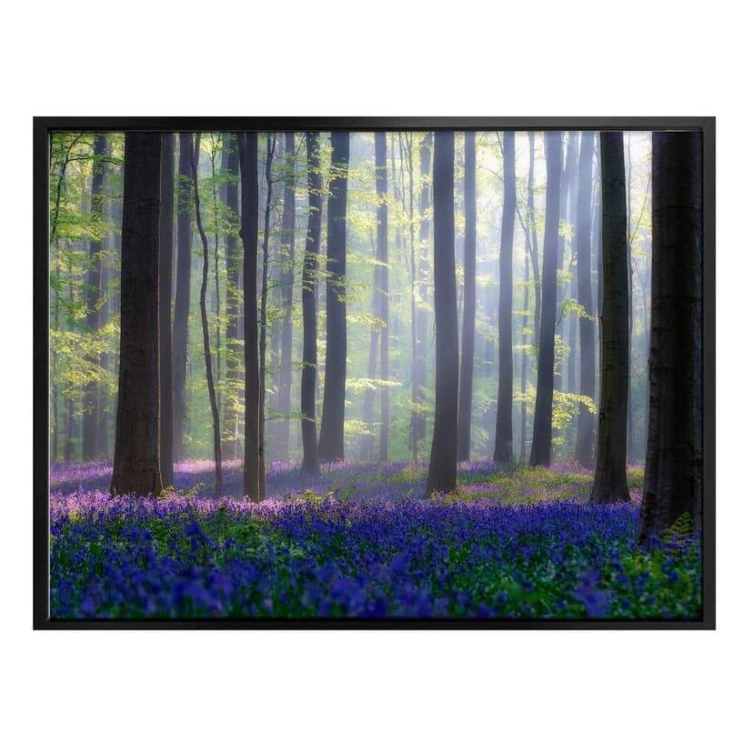 Plakat Popan - Bellflowers