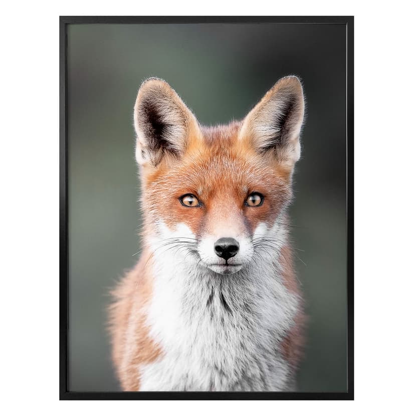Plakat van Duijn - Oczy lisa