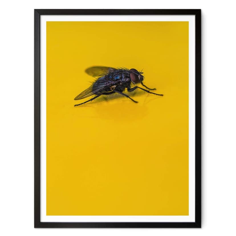 Plakat brązowy - Motyl domowy na żółtym tle