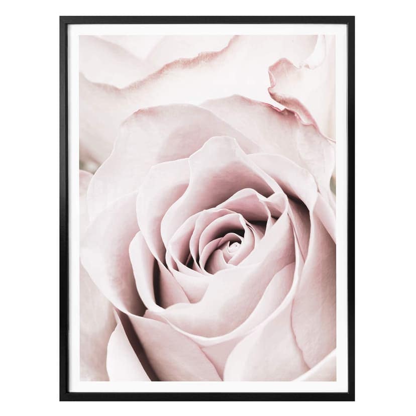 Plakat 1X Studio - Szlachetna róża