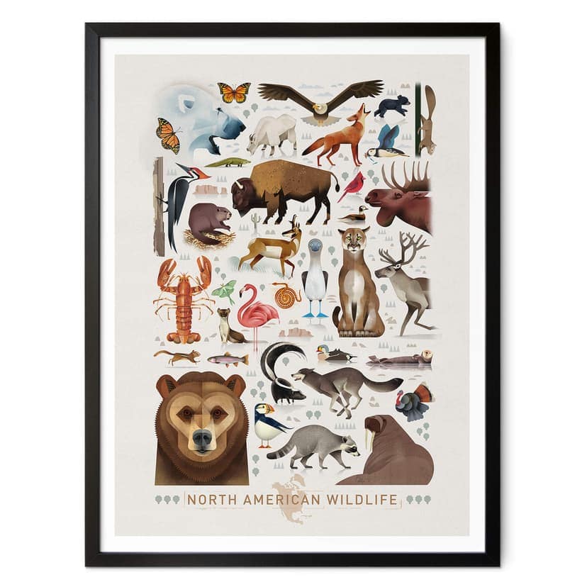 Plakat Brown - Dzikie zwierzęta Ameryki Północnej