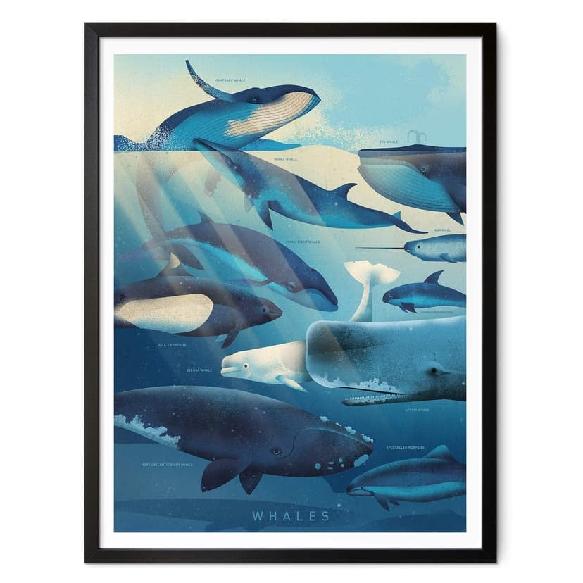 Plakat Brown - Wieloryby