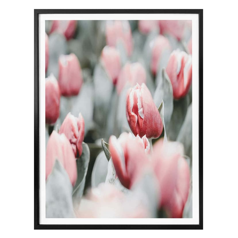 Plakat Annie - Wiosenne tulipany