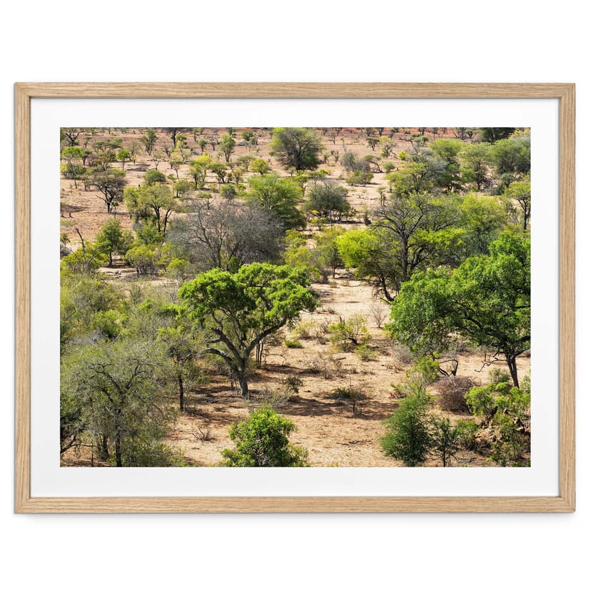 Plakat krajobraz sawanny w Afryce - Hugonnard