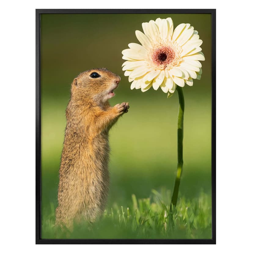 Plakat van Duijn - Wiewiórka ziemna z gerberą