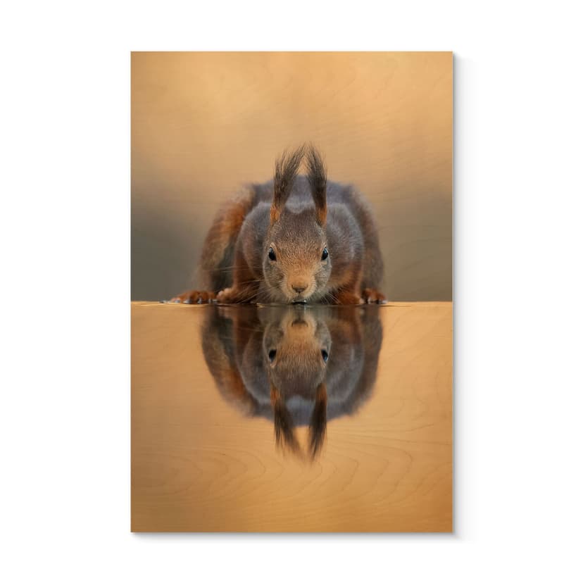Plakat drewniany wiewiórka nad wodą - van Duijn