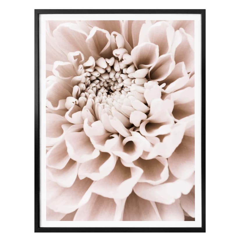 Plakat 1X Studio - Chryzantema