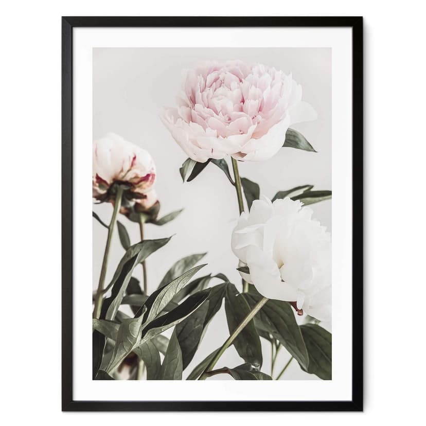 Plakat 1X Studio - Trzy kwitnące piwonie
