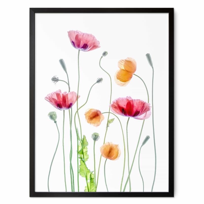 Plakat Kolorowe maki - Disher