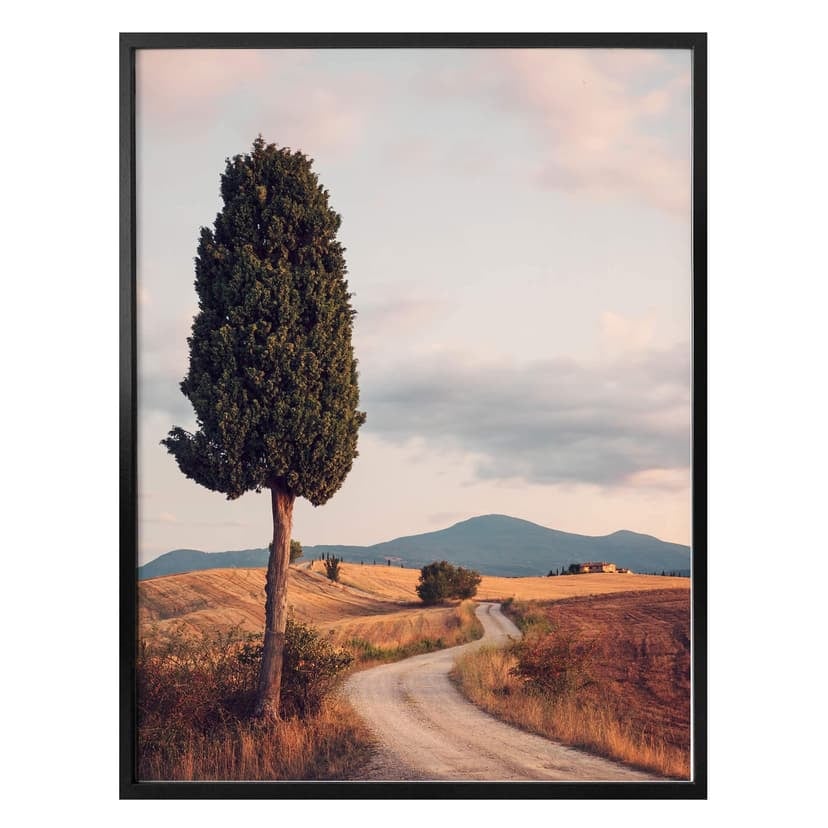 Plakat Colombo - Cypress Trail
