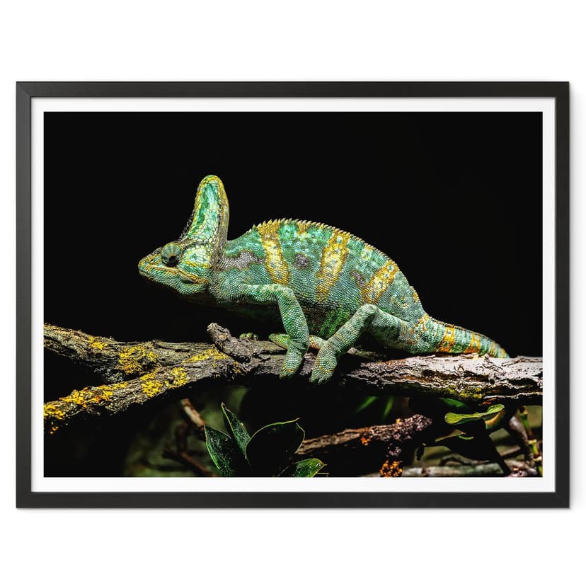 Plakat Brown - Kameleon