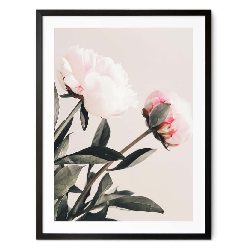 Plakat 1X Studio - Wspaniałe piwonie