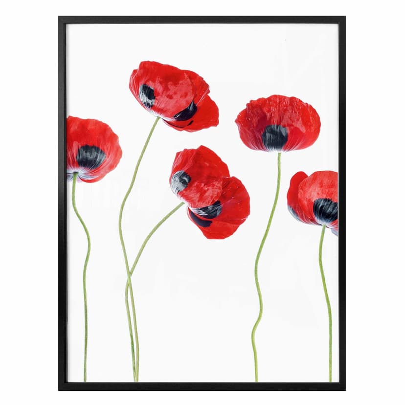 Plakat Disher - Maki