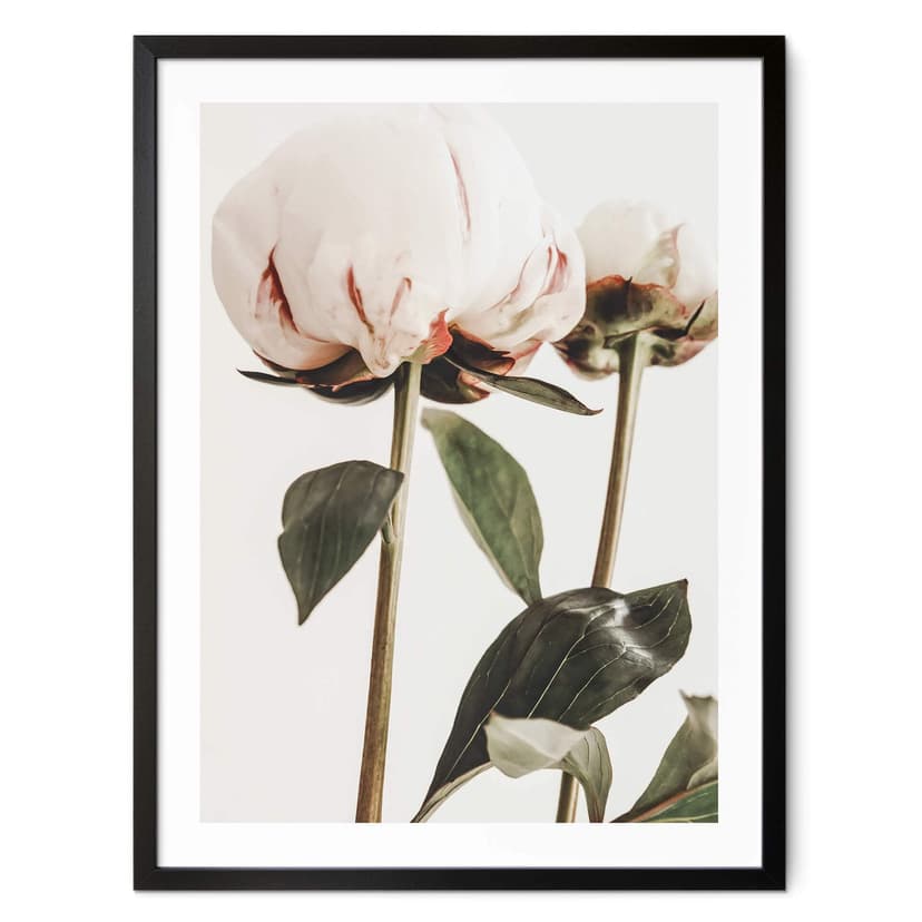 Plakat 1X Studio - Piwonie