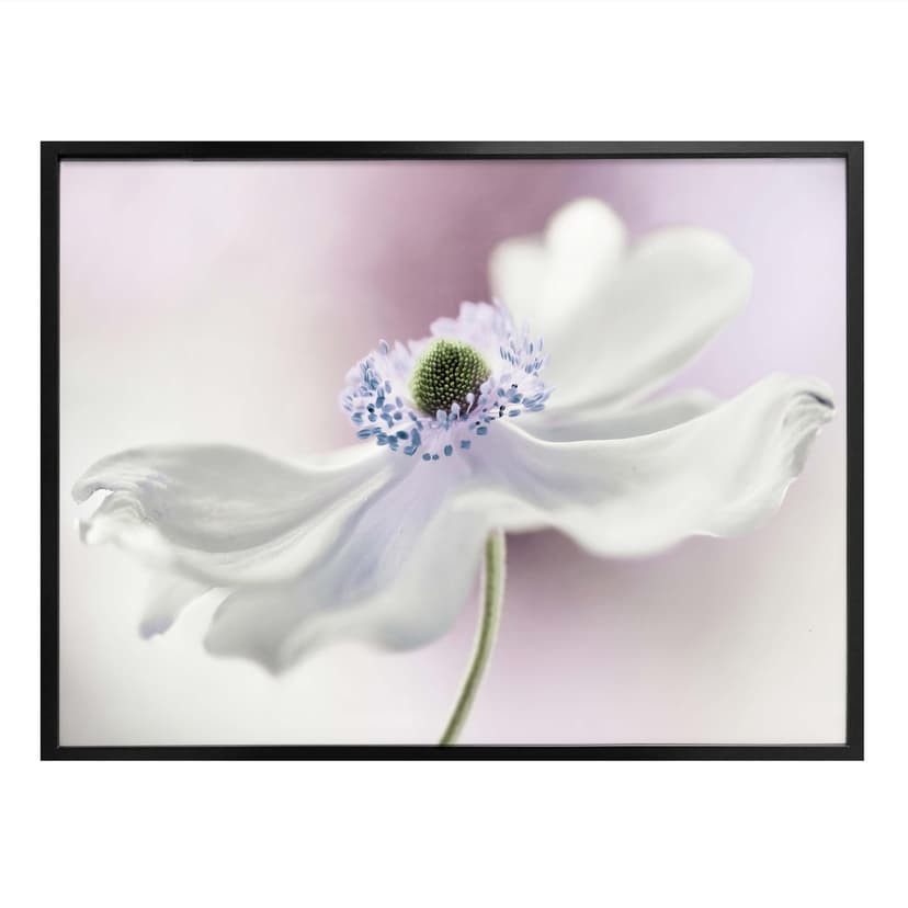 Plakat Disher - Anemone Breeze